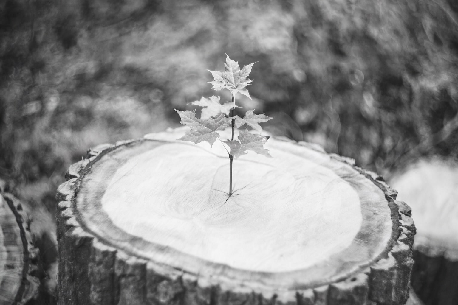 Pflänzchen auf Baumstamm SW