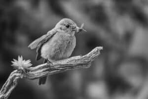 Vogel auf einem Zweig in SW