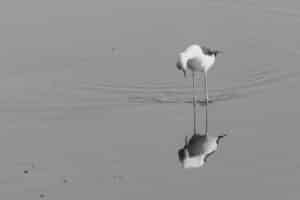 Watender Vogel in SW