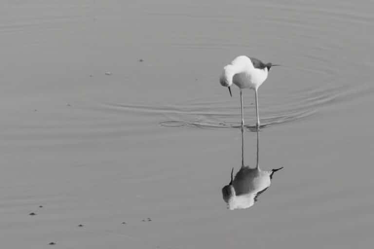 Watender Vogel in SW