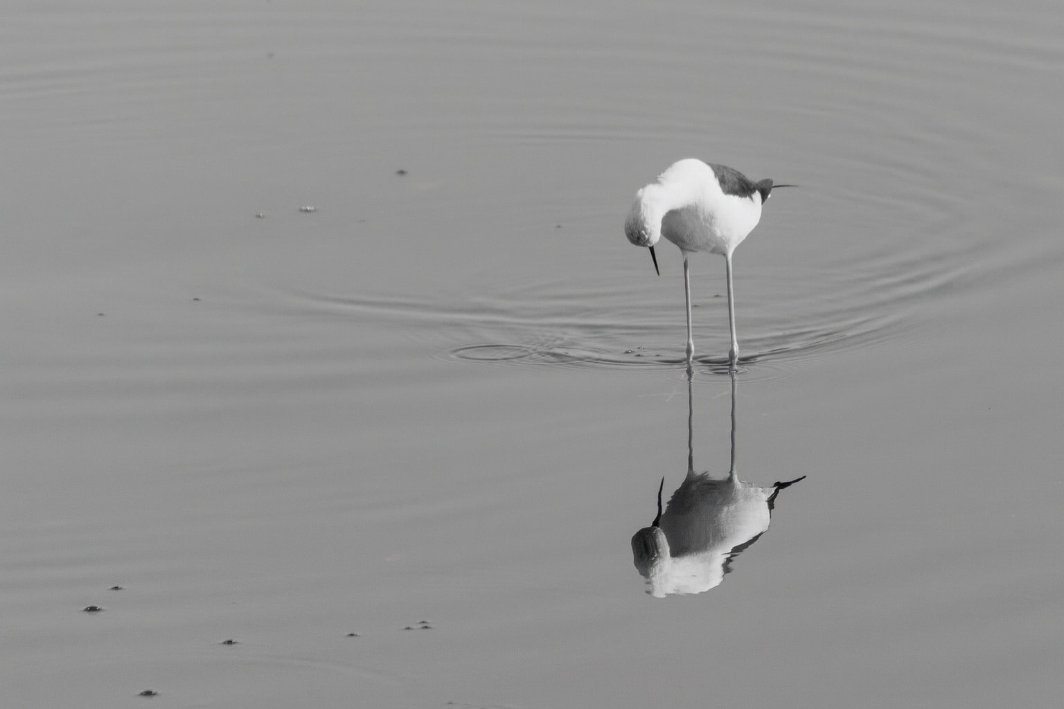 Watender Vogel in SW